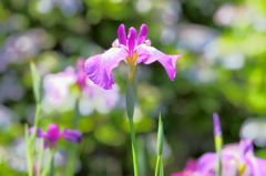 真昼の菖蒲