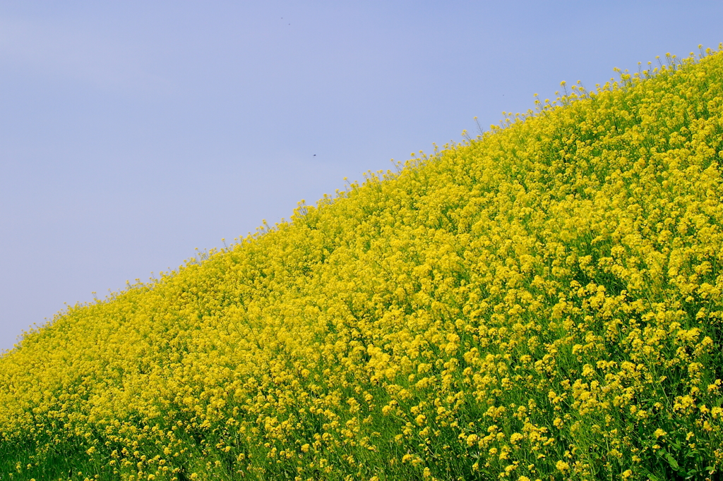 菜の花の丘
