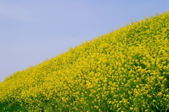 菜の花の丘