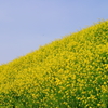 菜の花の丘