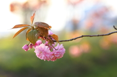 一房の花