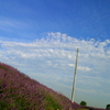 ラベンダー畑の空
