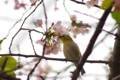 桜にさえずり