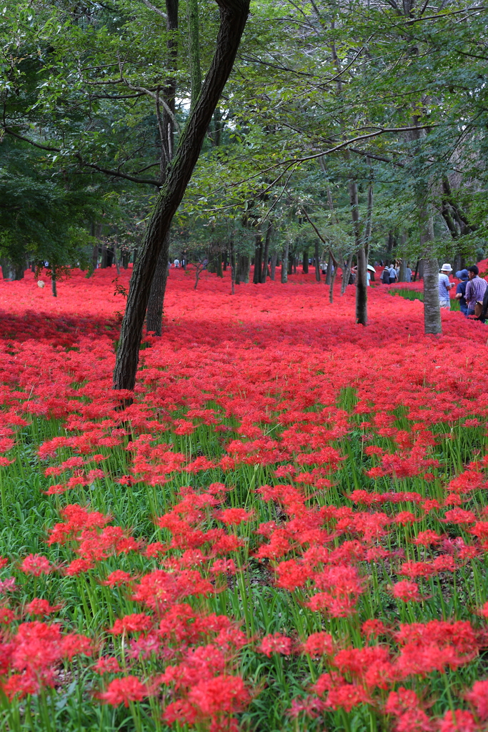 彼岸花の森
