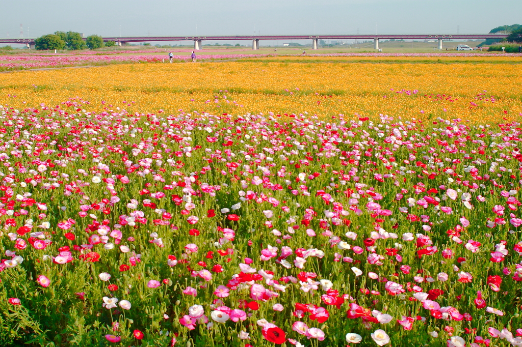 河川敷のポピー畑2