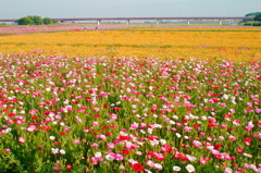 河川敷のポピー畑2