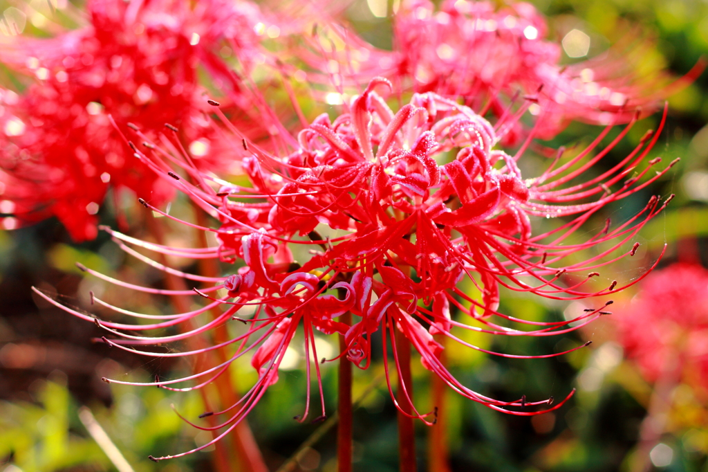 お彼岸の花