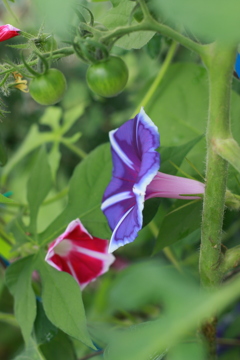 菜園の朝顔