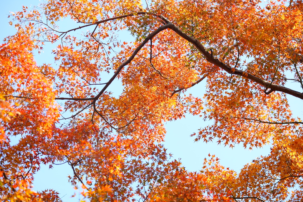 見上げる紅葉