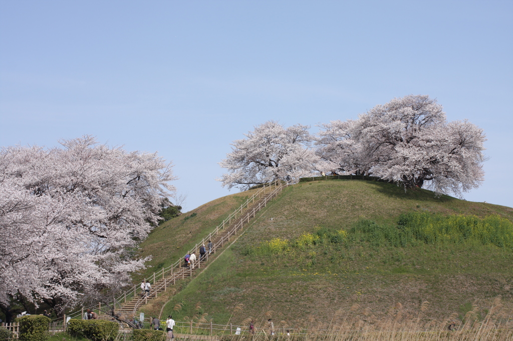 古墳の桜