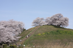 古墳の桜