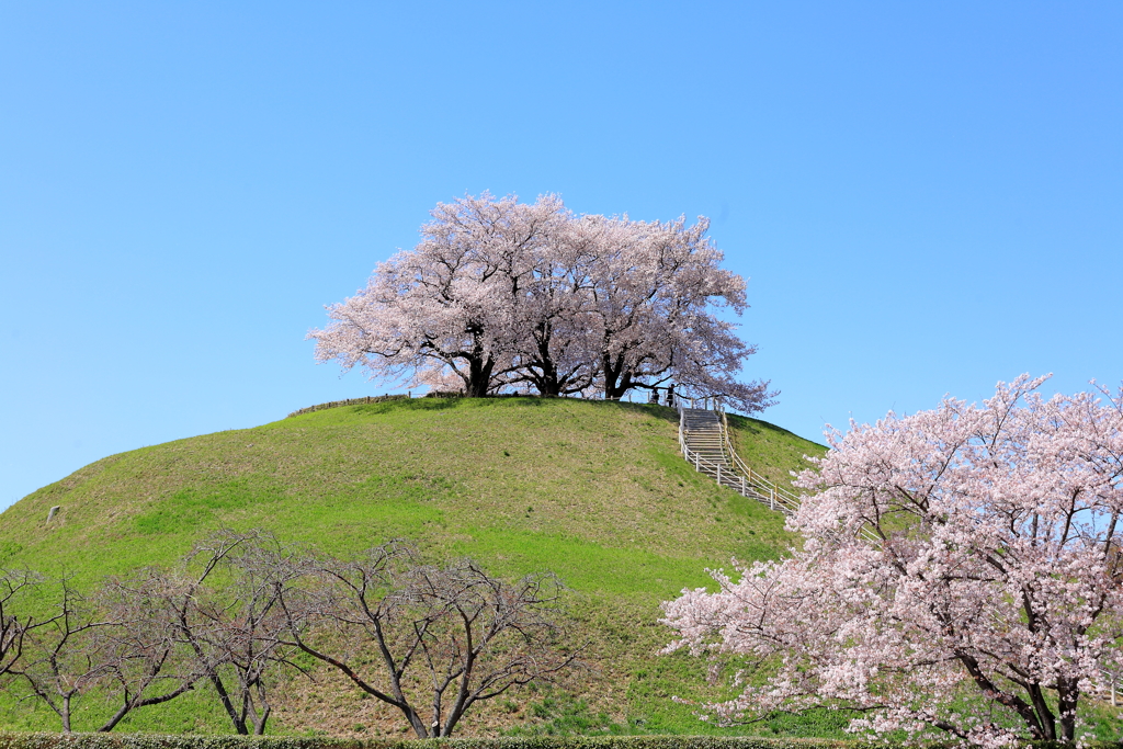 古の花盛り