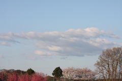 春の朝雲