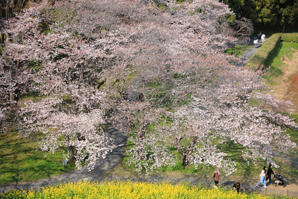 桜見下ろし