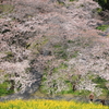 桜見下ろし