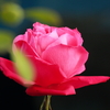 冬の薔薇