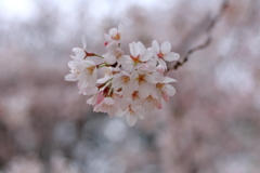 桜ひと房