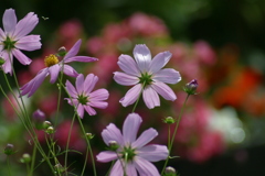 花壇のコスモス