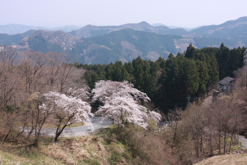山と桜と