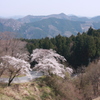 山と桜と