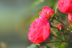紅薔薇