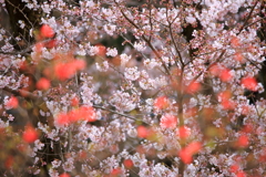 さくらツツジ