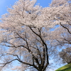 さくら咲く