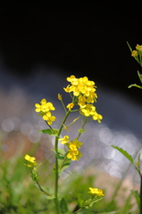 側溝の菜の花