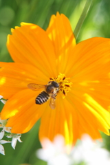 ＢＥＥ