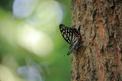 アカボシゴマダラ蝶
