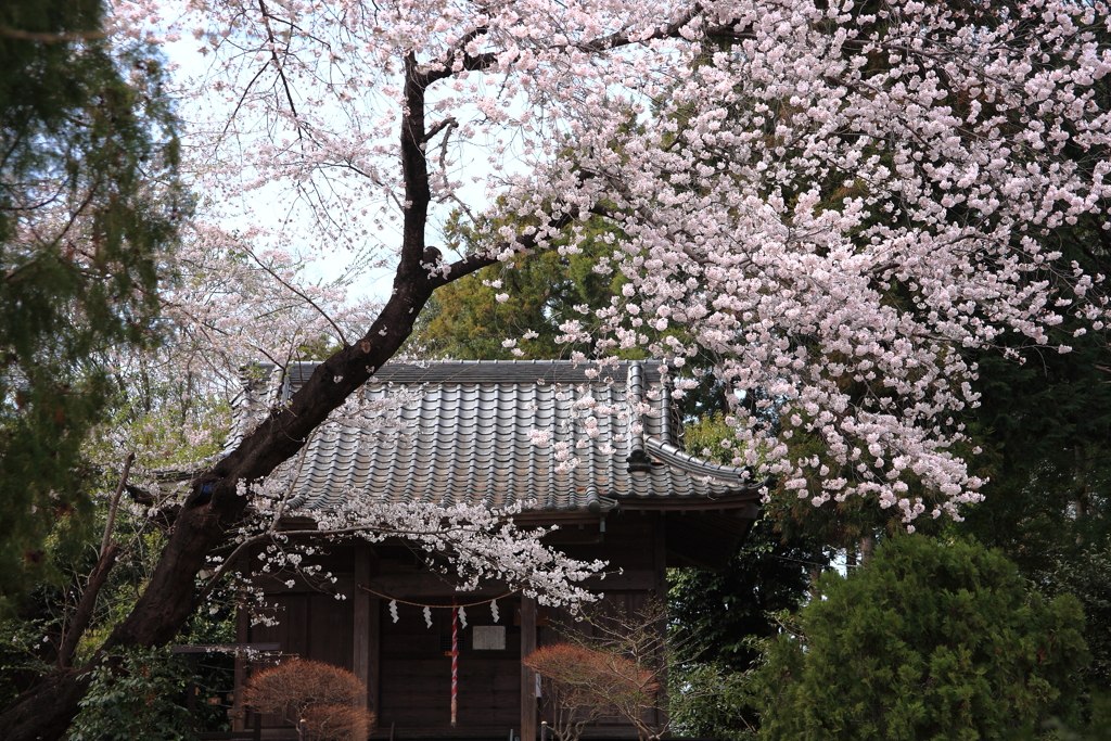 小社の桜