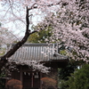 小社の桜