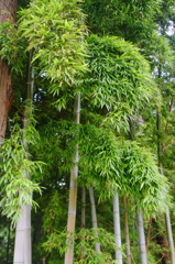 笹の葉サラサラ