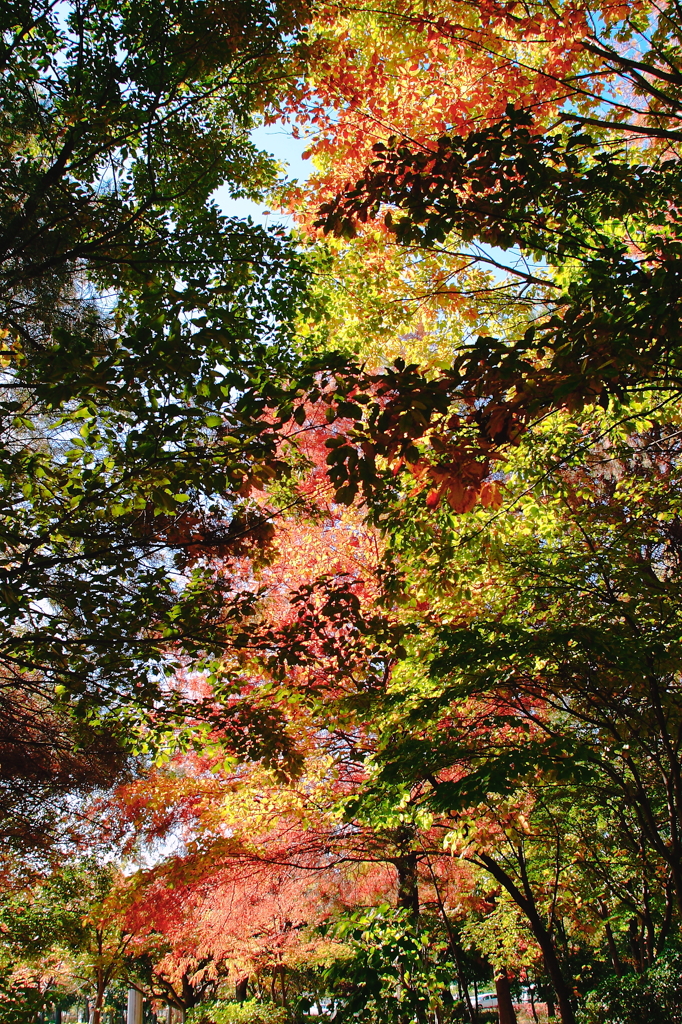 公園の林道で