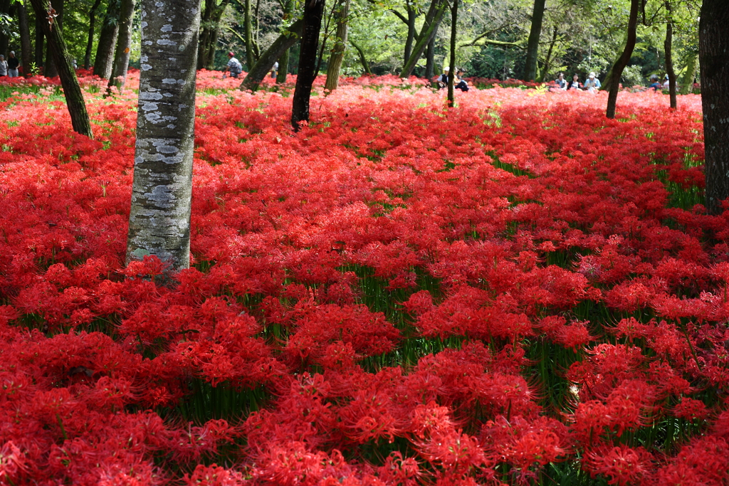 曼珠沙華の森