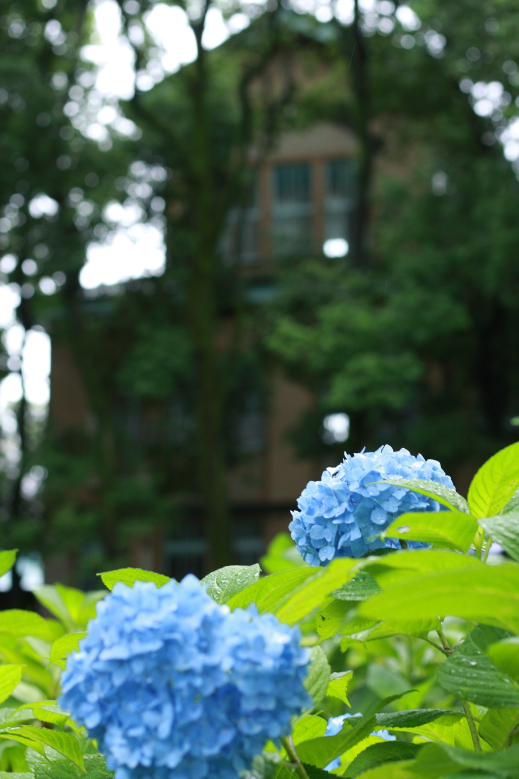 家影の紫陽花