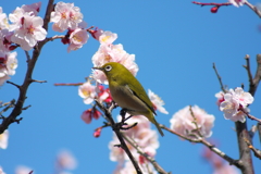 メジロと梅の花