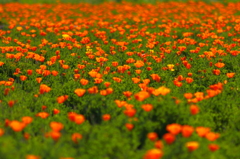 緑原灯す花