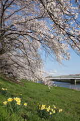 川原の桜と水仙