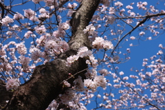 桜と空と