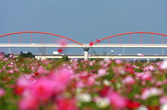 水管橋のコスモス