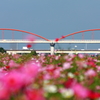 水管橋のコスモス