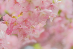 花に染まって