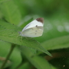 草葉の蝶