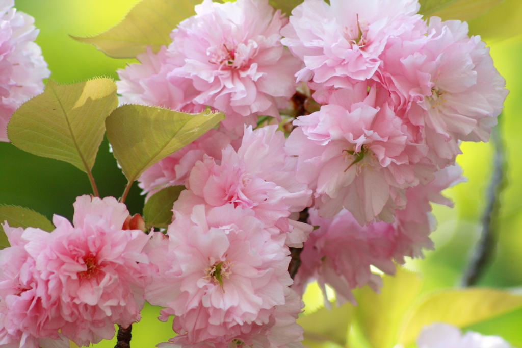 八重桜