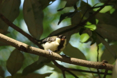 シジュウカラ若鳥