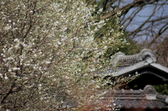 瓦塀に来た春