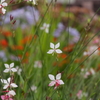 花壇に舞う白蝶草