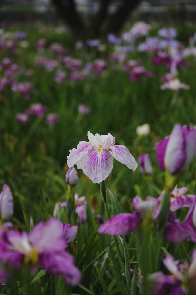 梅雨の菖蒲