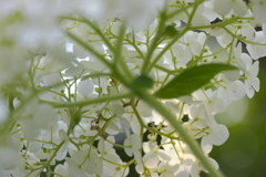 白の紫陽花